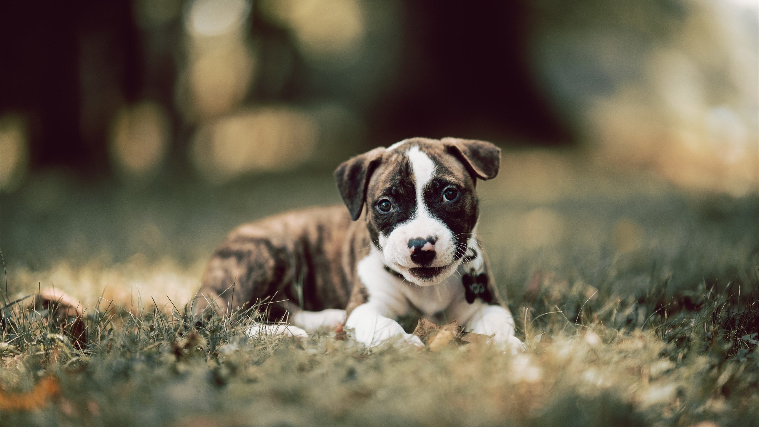 墨西哥vs尼日利亚，卡马文加压制级发挥如何引领胜利风暴？